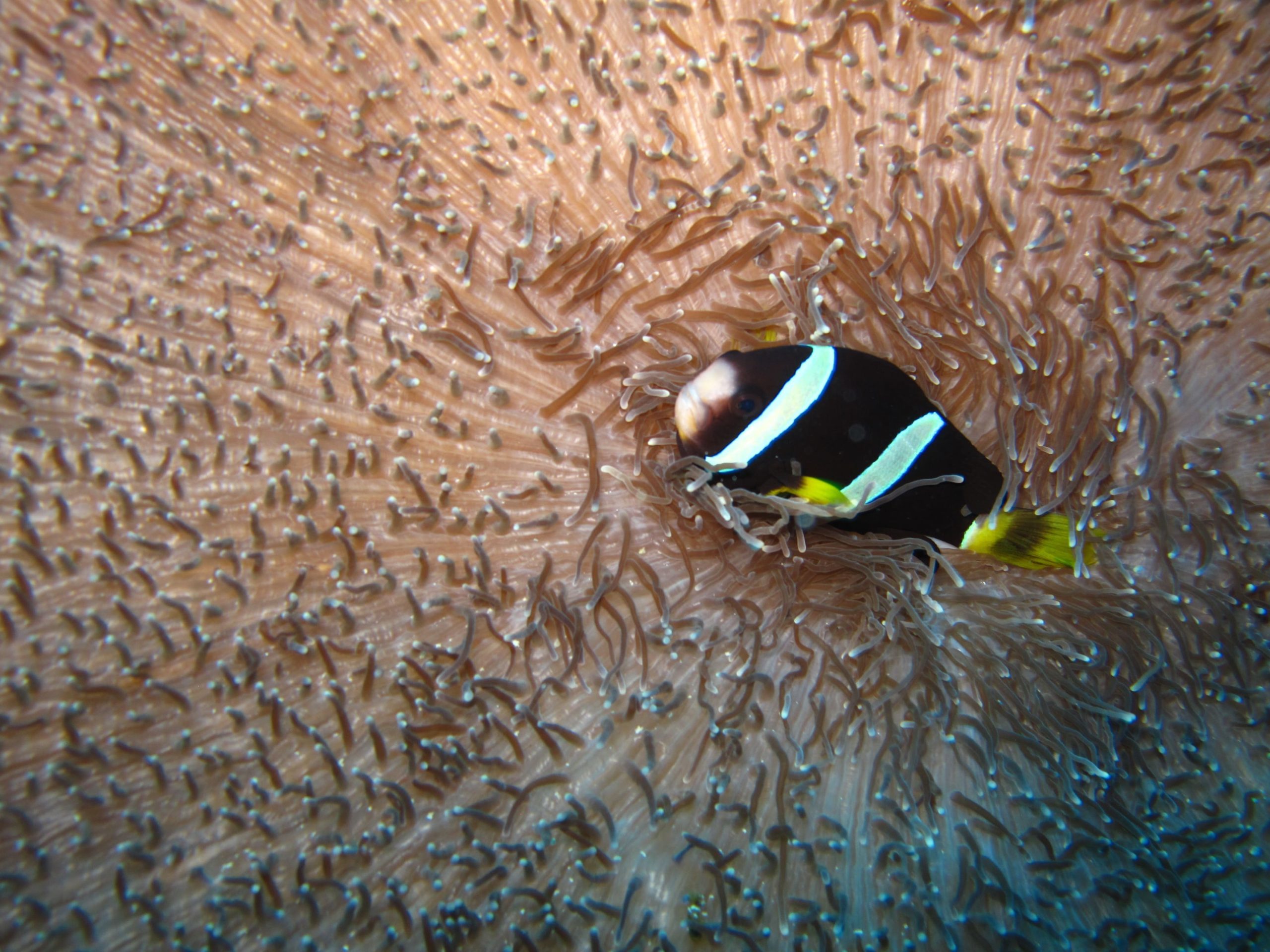 anemone-430362