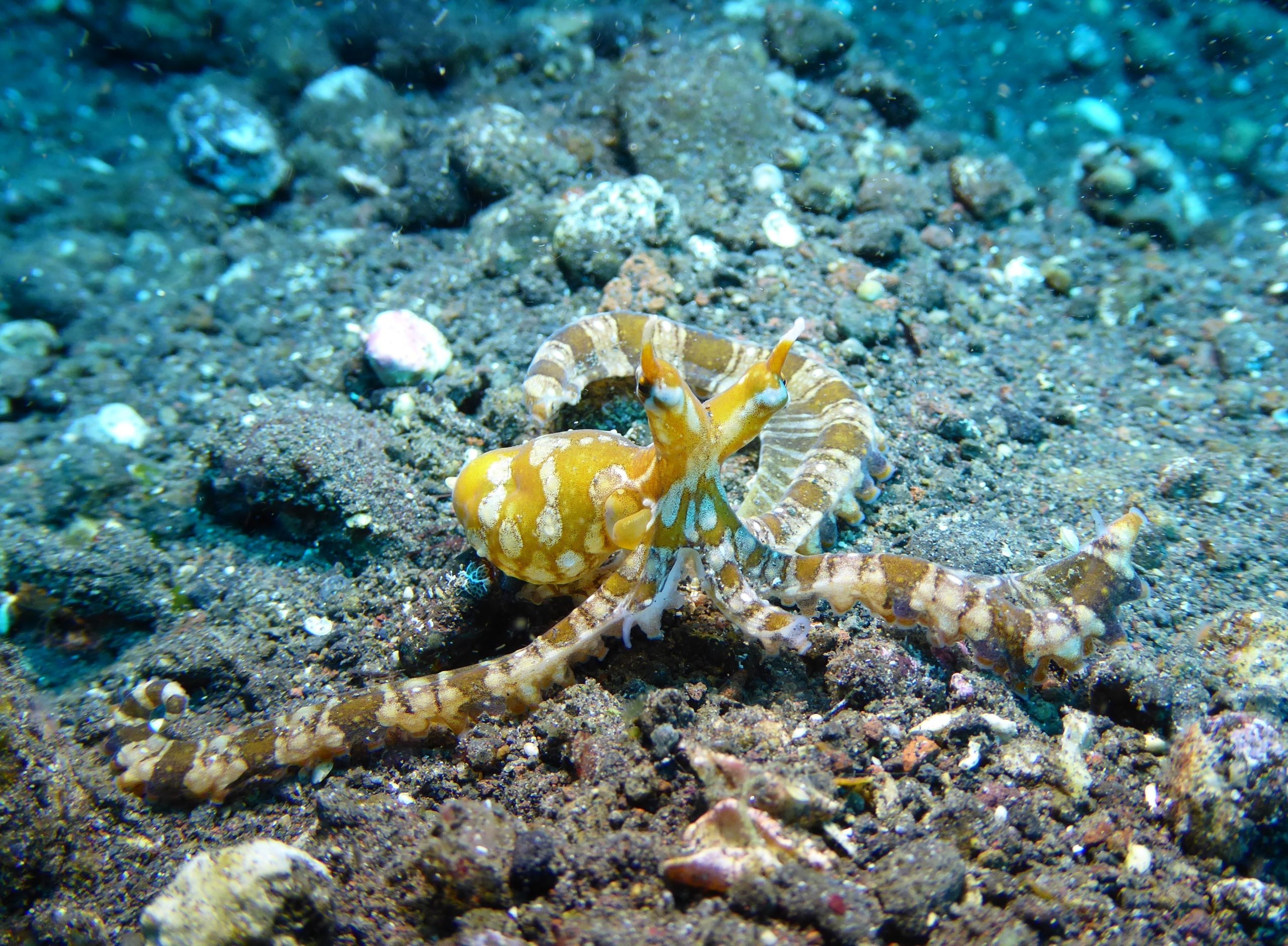 bali-1347785