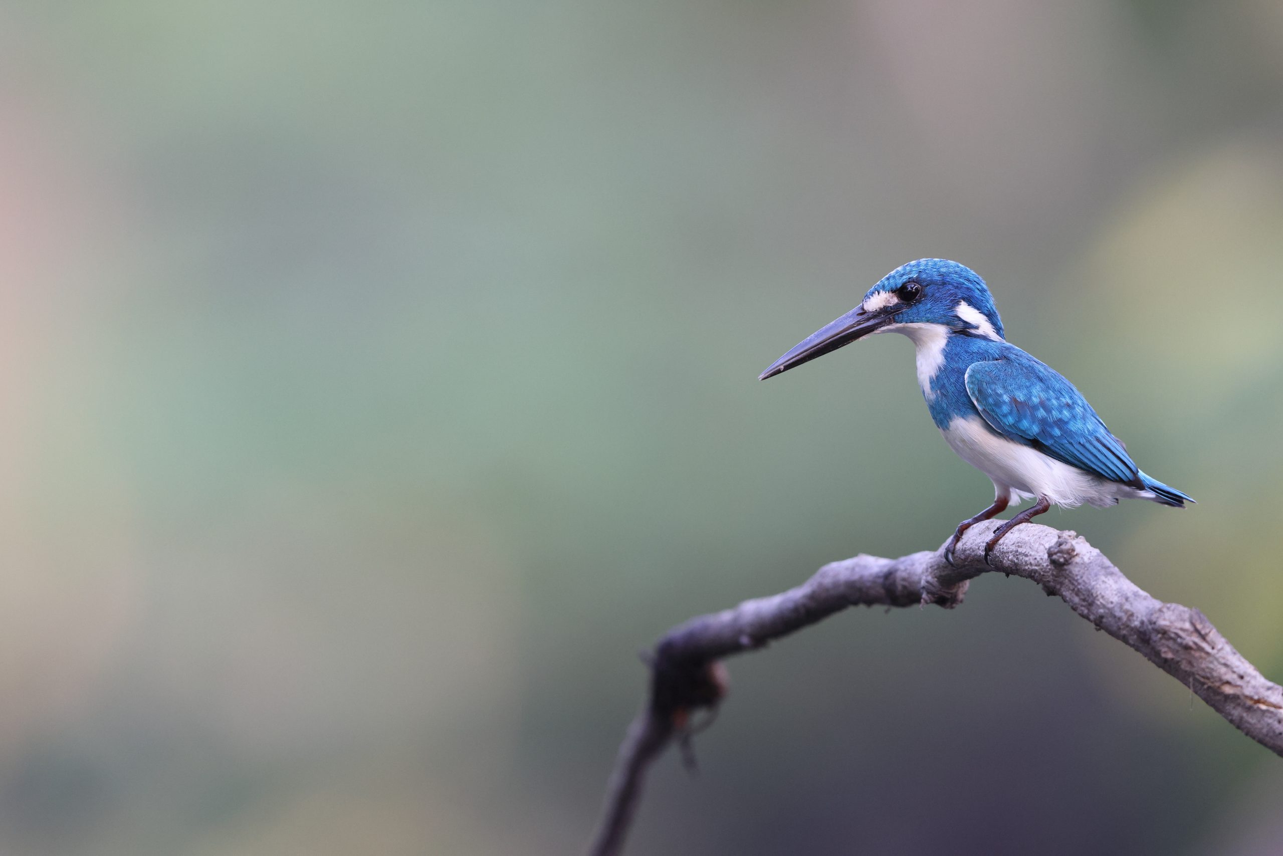 common-kingfisher-8376008