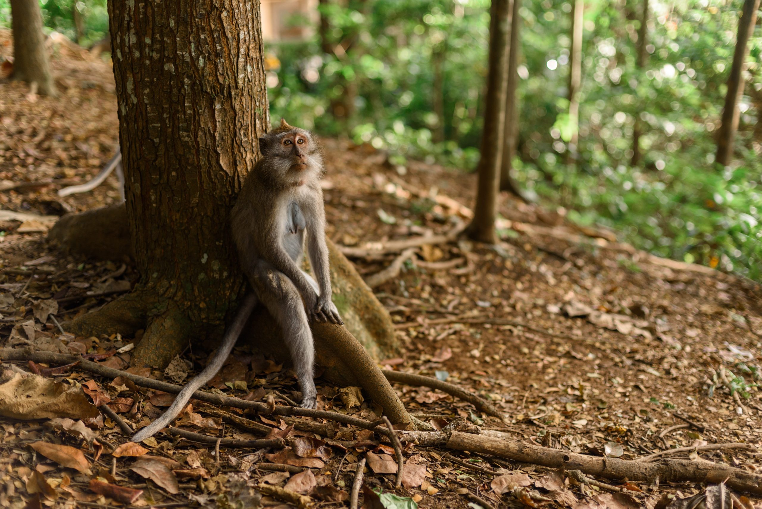 monkey-4031425