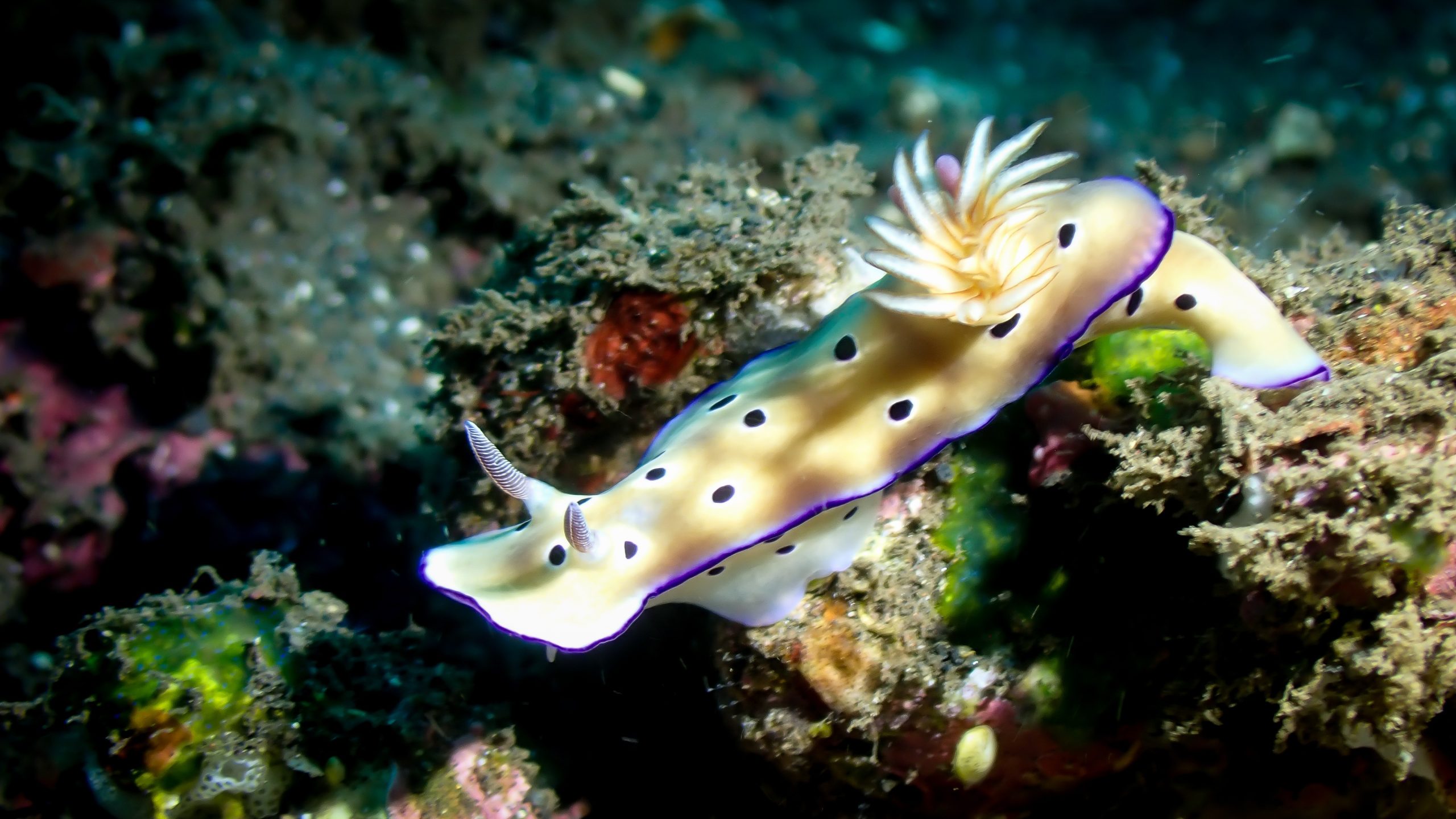 nudibranch-9360445