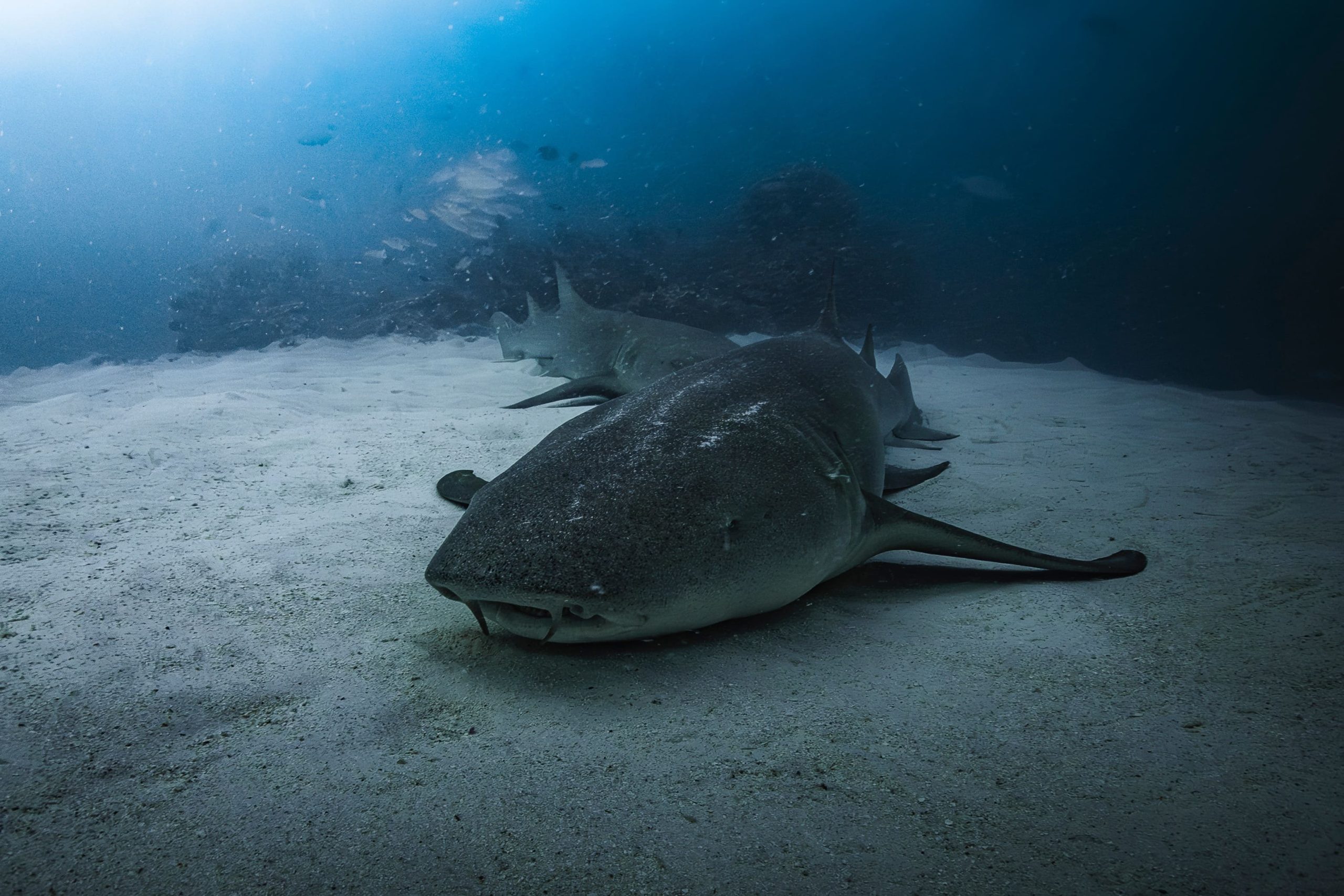 nurse-shark-9741102