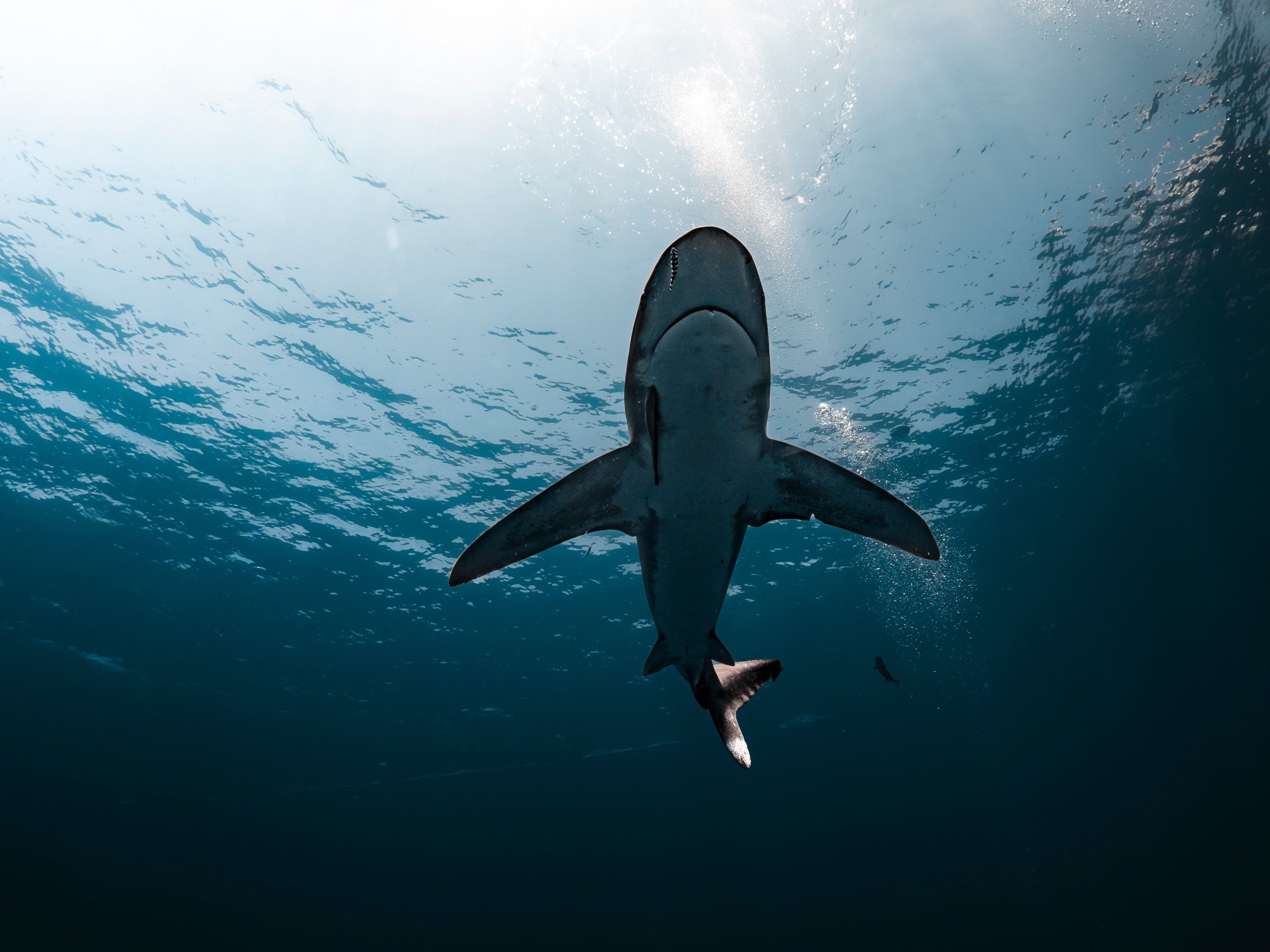shark-9757306
