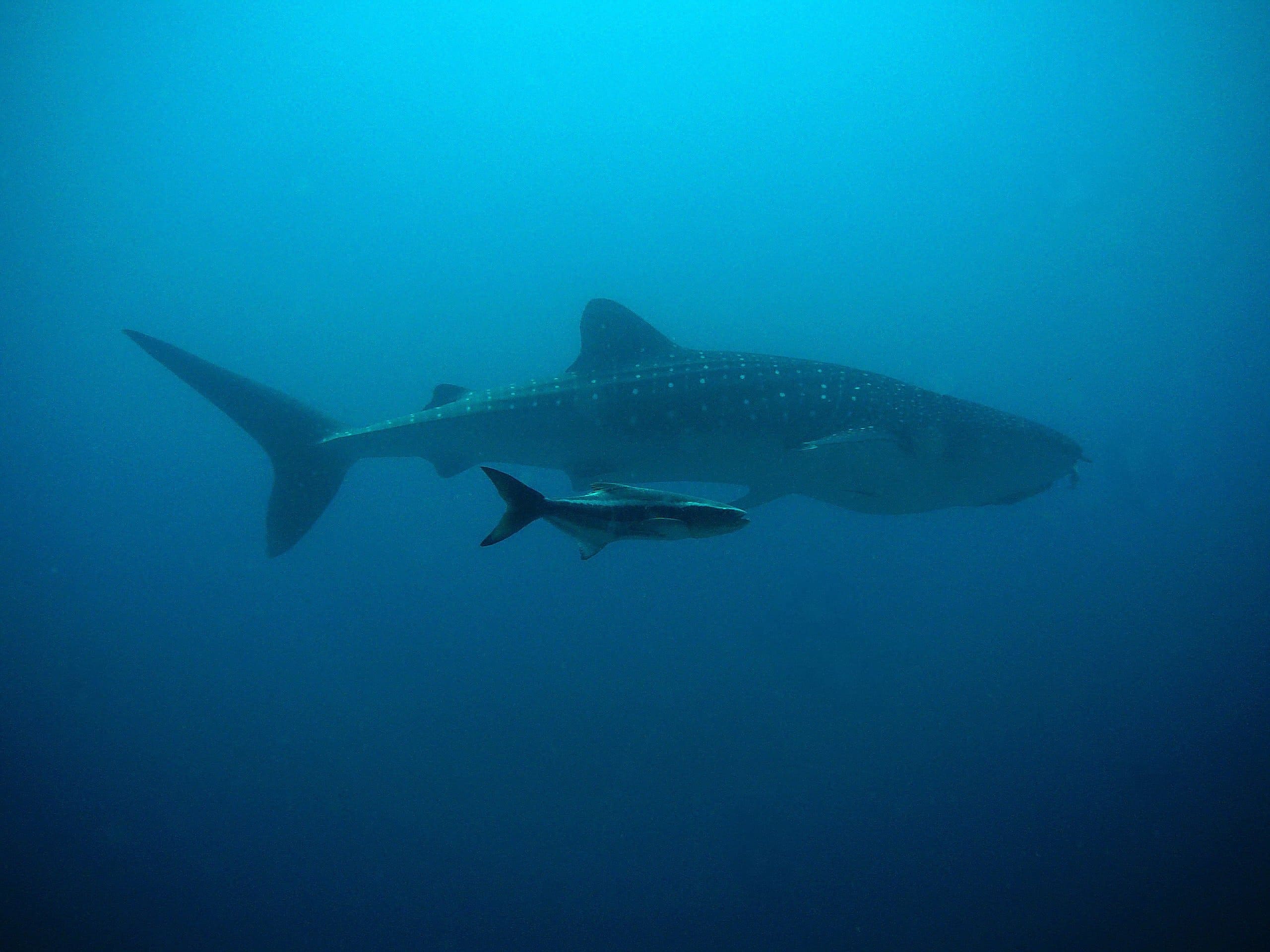 whale-shark-207401